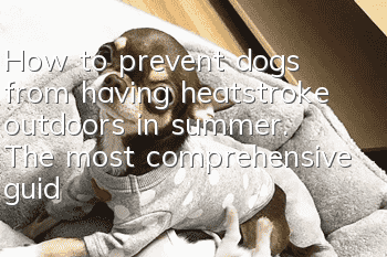 How to prevent dogs from having heatstroke outdoors in summer. The most comprehensive guide to preventing heatstroke for dogs in summer.