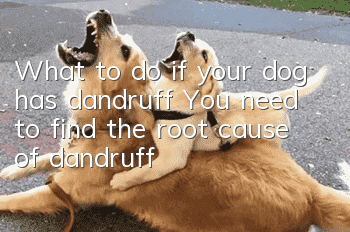 What to do if your dog has dandruff? You need to find the root cause of dandruff!