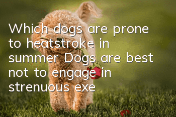 Which dogs are prone to heatstroke in summer? Dogs are best not to engage in strenuous exercise