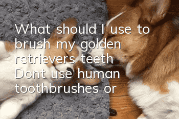 What should I use to brush my golden retriever’s teeth? Don’t use human toothbrushes or toothpaste.