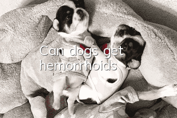 Can dogs get hemorrhoids?