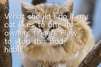 What should I do if my cat likes to bite its owner’s fingers? How to stop this bad habit?