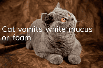 Cat vomits white mucus or foam