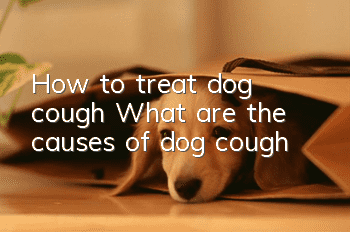 How to treat dog cough? What are the causes of dog cough!