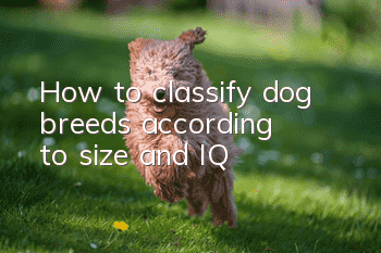 How to classify dog ​​breeds according to size and IQ