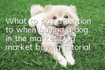 What to pay attention to when buying a dog in the market Dog market buying tutorial