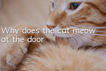 Why does the cat meow at the door?