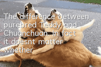 The difference between purebred Teddy and Chuanchuan. In fact, it doesn’t matter whether the dog is pure or not.