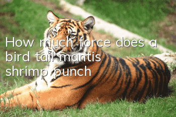 How much force does a bird tail mantis shrimp punch?