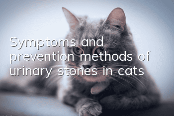 Symptoms and prevention methods of urinary stones in cats