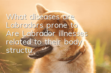 What diseases are Labradors prone to? Are Labrador illnesses related to their body structure?