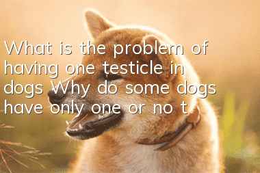 What is the problem of having one testicle in dogs? Why do some dogs have only one or no testicles?