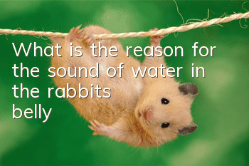 What is the reason for the sound of water in the rabbit's belly?