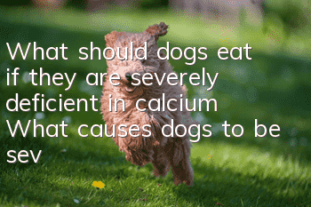 What should dogs eat if they are severely deficient in calcium? What causes dogs to be severely deficient in calcium?