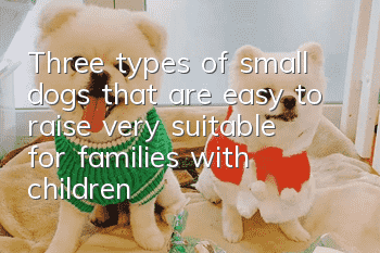 Three types of small dogs that are easy to raise, very suitable for families with children