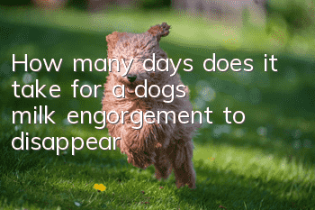 How many days does it take for a dog’s milk engorgement to disappear?