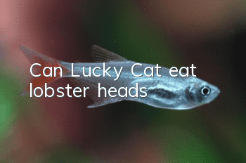 Can Lucky Cat eat lobster heads?