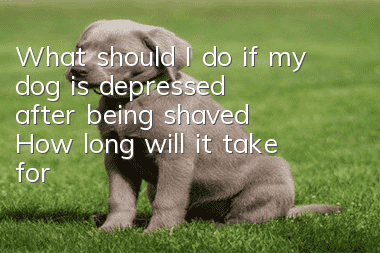 What should I do if my dog ​​is depressed after being shaved? How long will it take for my dog ​​to be depressed after being shaved?