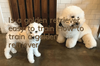 Is a golden retriever easy to train? How to train a golden retriever!