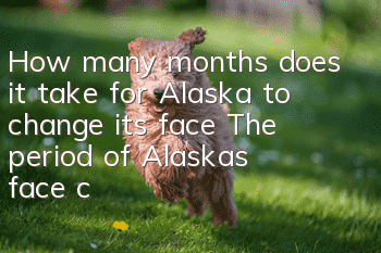 How many months does it take for Alaska to change its face? The period of Alaska’s face changing is closely related to your care.