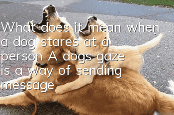 What does it mean when a dog stares at a person? A dog’s gaze is a way of sending messages.