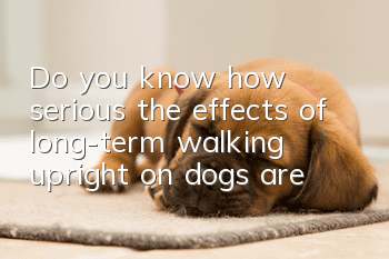 Do you know how serious the effects of long-term walking upright on dogs are?