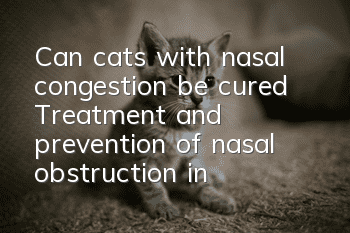 Can cats with nasal congestion be cured? Treatment and prevention of nasal obstruction in cats!