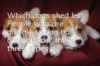 Which dogs shed less? People who are allergic to dog hair can consider these three types of dogs