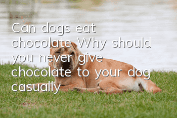 Can dogs eat chocolate? Why should you never give chocolate to your dog casually?