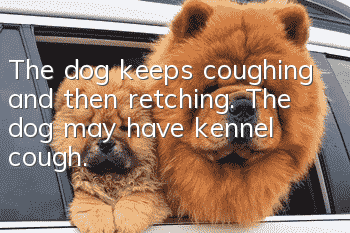 The dog keeps coughing and then retching. The dog may have kennel cough.