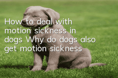 How to deal with motion sickness in dogs Why do dogs also get motion sickness?