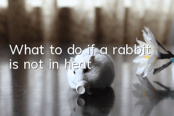 What to do if a rabbit is not in heat