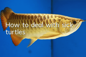 How to deal with sick turtles