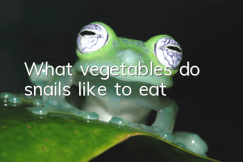 What vegetables do snails like to eat?