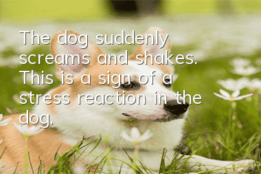 The dog suddenly screams and shakes. This is a sign of a stress reaction in the dog.