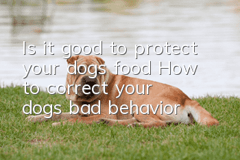 Is it good to protect your dog’s food? How to correct your dog’s bad behavior