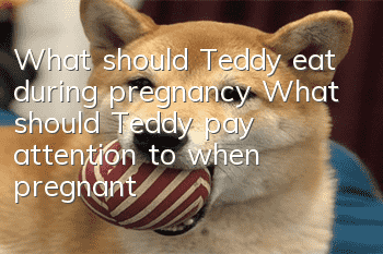 What should Teddy eat during pregnancy? What should Teddy pay attention to when pregnant?