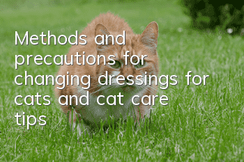 Methods and precautions for changing dressings for cats, and cat care tips!