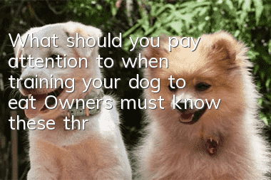 What should you pay attention to when training your dog to eat? Owners must know these three points