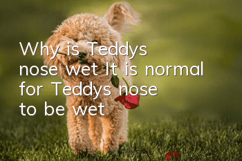 Why is Teddy's nose wet? It is normal for Teddy's nose to be wet!