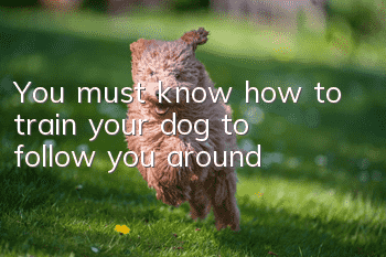 You must know how to train your dog to follow you around!