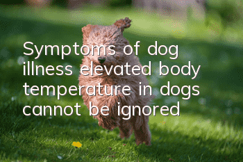 Symptoms of dog illness: elevated body temperature in dogs cannot be ignored