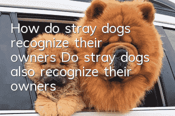 How do stray dogs recognize their owners? Do stray dogs also recognize their owners?