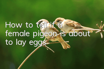 How to tell if a female pigeon is about to lay eggs