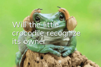 Will the little crocodile recognize its owner?