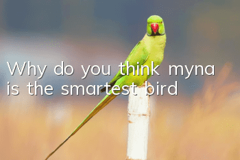 Why do you think myna is the smartest bird?