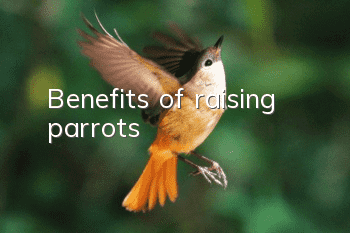 Benefits of raising parrots