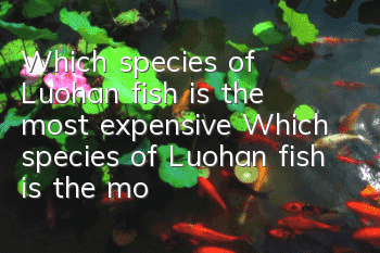 Which species of Luohan fish is the most expensive? Which species of Luohan fish is the most expensive?