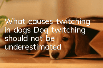 What causes twitching in dogs? Dog twitching should not be underestimated