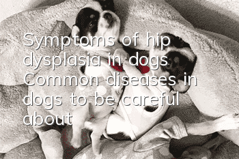 Symptoms of hip dysplasia in dogs Common diseases in dogs to be careful about